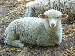 Anitone Animal Supplements and Sheep