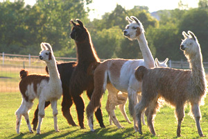 Anitone Animal Supplements for Camels and Alpacas