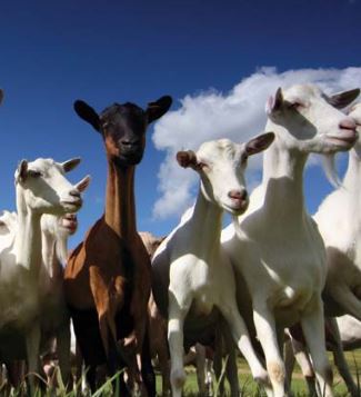 Anitone Animal Supplements and Goats