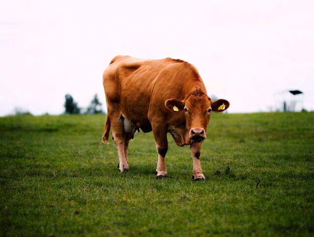 Anitone Animal Supplements and Beef Cattle