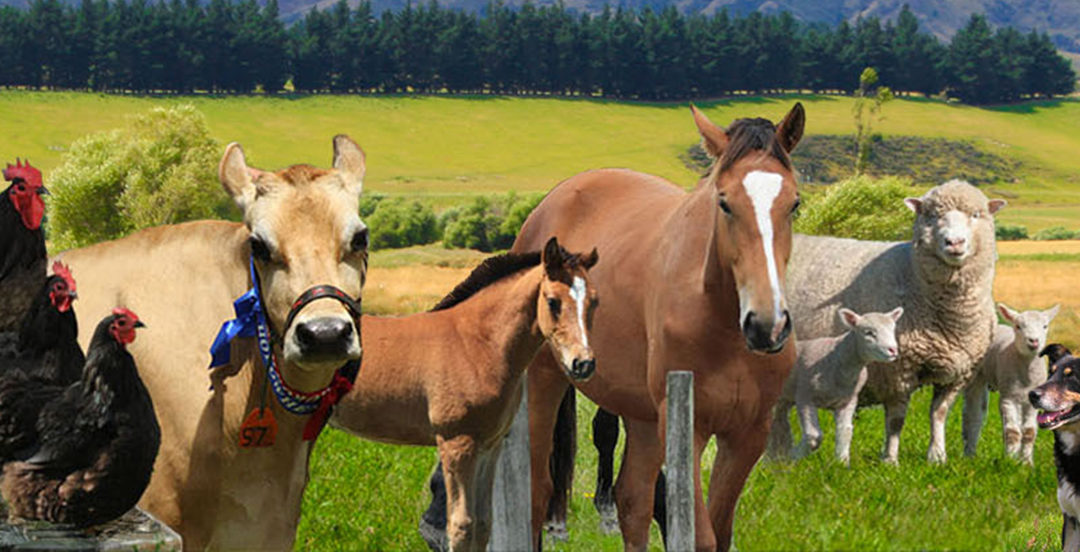 Anitone Animal Supplements Australia